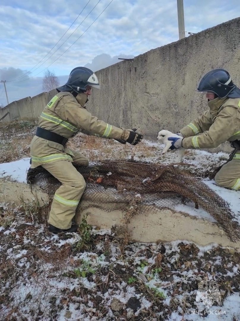 Пожарные спасли замерзших щенков под Красноярском